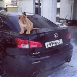 pulya