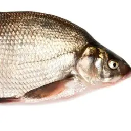 Chelovek229