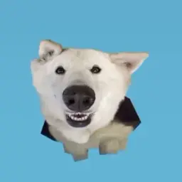 o0qp0o