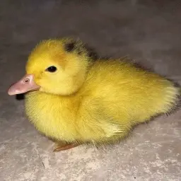 vyvyvvyvyvqqall