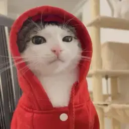 qazoly