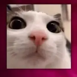 Mudebrod