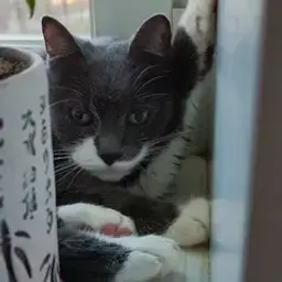 catilkayt