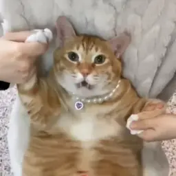 ДедушкаПопа
