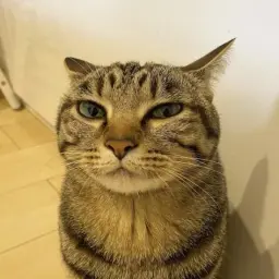 qsok