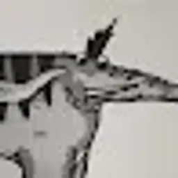 leonardosuup