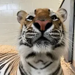 darlowsn