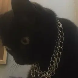 coolcat