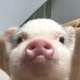 eleven