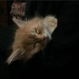 mirz