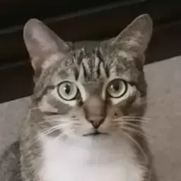 mankyry