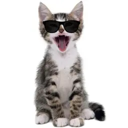 КоТиК_В_ОчКаХ
