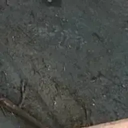 4uncoed