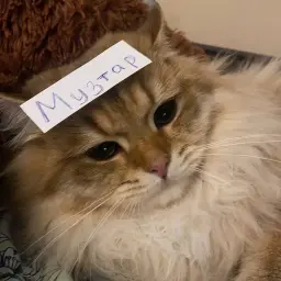 Музтар