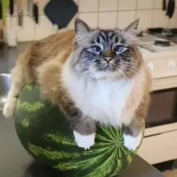 NapoleonX