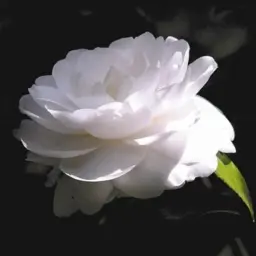 Littlewhite