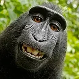 Koksara