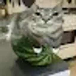 Kachi