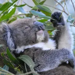 Коала