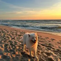 ympylympym