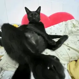 rndusr