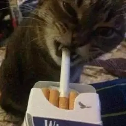 Snalix