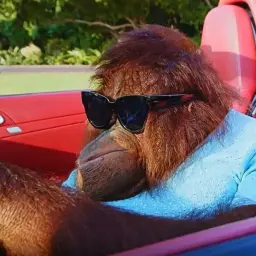 Orangutan