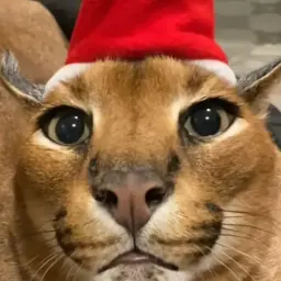 rulluu