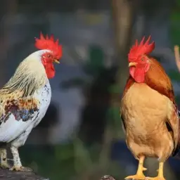 Petuhi