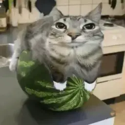ааааааа848448