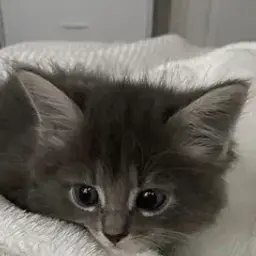 polinaa_27
