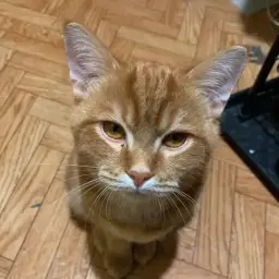Swepty