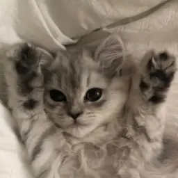 royshelby