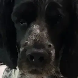 peKKFER