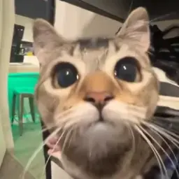 Ingsg