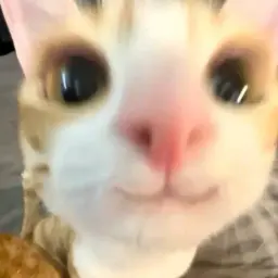 darkoV