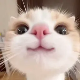 masiia