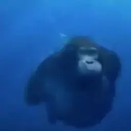 markowkaaa