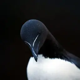 eretik