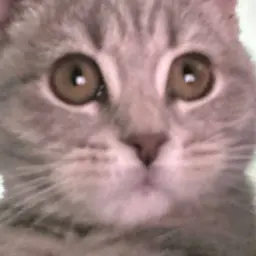 ilovemeow