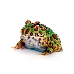 SqiizShop