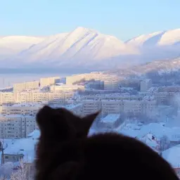 Kote