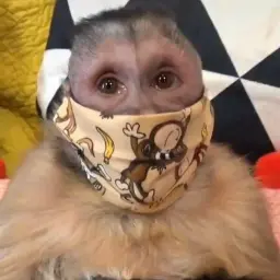 ЯГОДКА