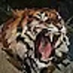 TlGER_TG