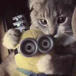 gusy