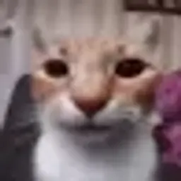 sunkirrr