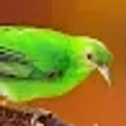 Kurush