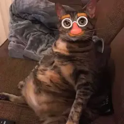 Djjdjdjr