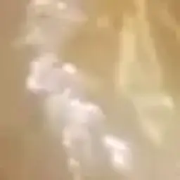 why_simba
