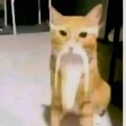 f0wxd